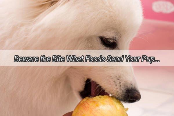 Beware the Bite What Foods Send Your Pup into a TailTwisting Tizzy